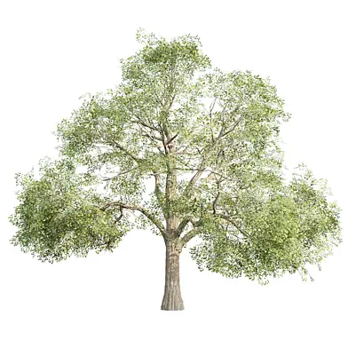 Low Poly Oak Tree 565