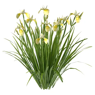 siberian iris05