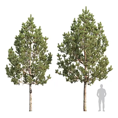 Pinus Sylvestris 38