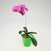 Phalaenopsis Orchid