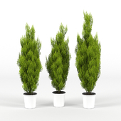 Cupressus wilma