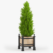 Thuja_3