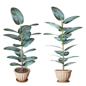 Ficus