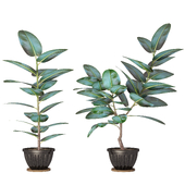 Ficus_02