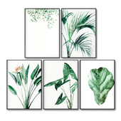 Posters with leaves of tropical plants.