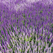 Salvia nemorosa colors