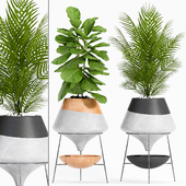 plant set-108