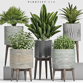 plant set-113