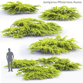 Juniperus Pfitzeriana Aurea # 1