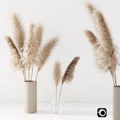 Set of pampas in vase