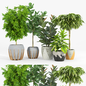 Ficus set