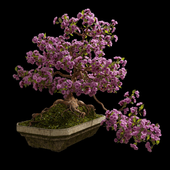 Bonsai Sakura