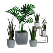 A collection of plants for the interior (for refilling)