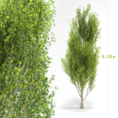 poplar tree | poplar 01