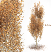 poplar tree | poplar 02