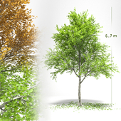 maple tree | maple 01