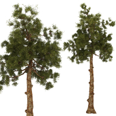 Tree 2