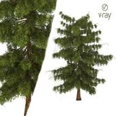 tree3