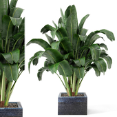 Indoor Plants Collection - Set 010