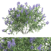 Ceanothus - California Lilac 02