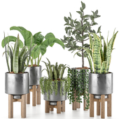 Indoor Plant Set 02