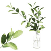 022 Ruscus Branches in Bottle