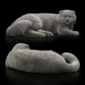 CAT 7 VRay