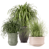 Indoor Plants Collection - Set 471