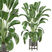 Indoor Plants Collection - Set 472