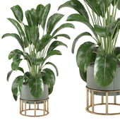 Indoor Plants Collection - Set 479