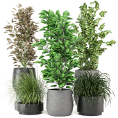 Indoor Plants Collection - Set 507