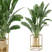 Indoor Plants Collection - Set 519