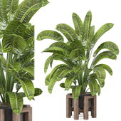 indoor Plants Collection - Set 785