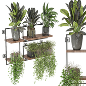 indoor hanging plants in metal shelf_ Set 793