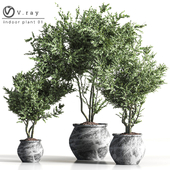 indoor plant 01