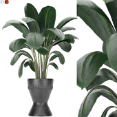 indoor plant 04