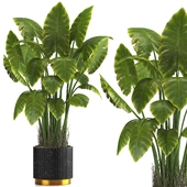 indoor plant set011