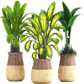 indoor plant set019