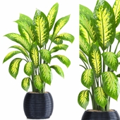 indoor plant set020