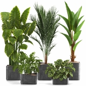 indoor plant set030