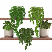 indoor plant set031