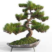 Pine Bonsai