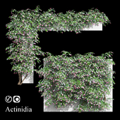 Actinidia vine