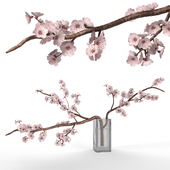 Blooming Cherry Branch in A Vase 01