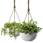 Indoor Plant Set 144