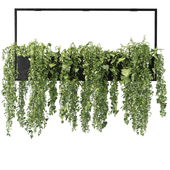 English ivy hanging pot