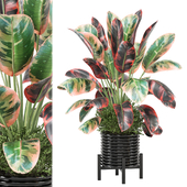 Indoor Plants Collection 1521