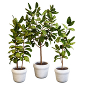 Ficus elastica indoor plant