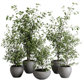 Ficus branch plant in a dirty concrete pot - set indoor plant 598