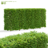 Common spruce hedge 1.5m | Picea abies hedge